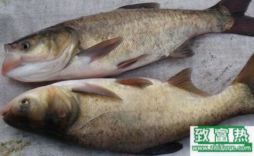 2017養花鰱賺錢嗎？2017花鰱養殖前景及市場價格行情分析