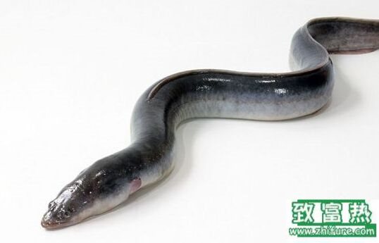 2017養(yǎng)鰻魚賺錢嗎？2017鰻魚養(yǎng)殖前景及市場價格行情分析