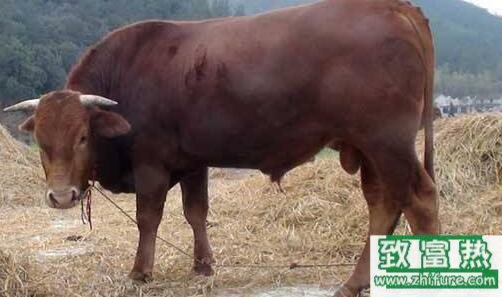 養牛必看：如何節省粗草飼料