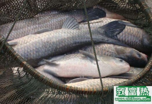 2017養青魚賺錢嗎？2017青魚養殖前景及市場價格行情分析