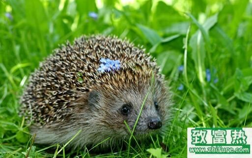 2017養刺猬錢嗎？2017刺猬養殖前景及市場價格行情分析