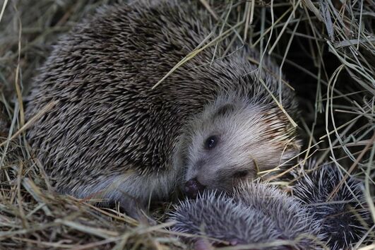 2017養刺猬錢嗎？
