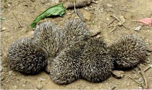 2017刺猬養殖前景及市場價格行情分析