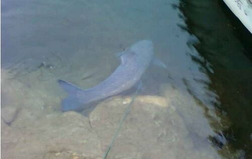 2017養青魚賺錢嗎?