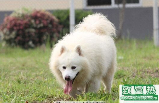 2017養寵物狗錢嗎？2017寵物狗養殖前景及市場價格行情分析