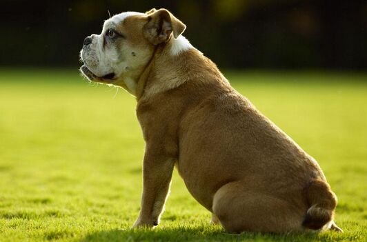 2017養寵物狗錢嗎？