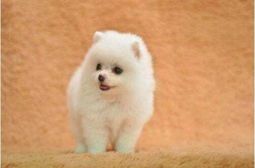 2017寵物狗養殖前景及市場價格行情分析