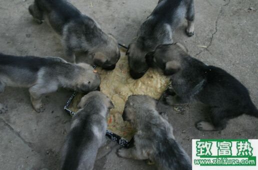 2017養肉狗賺錢嗎？2017肉狗養殖前景及市場價格行情分析