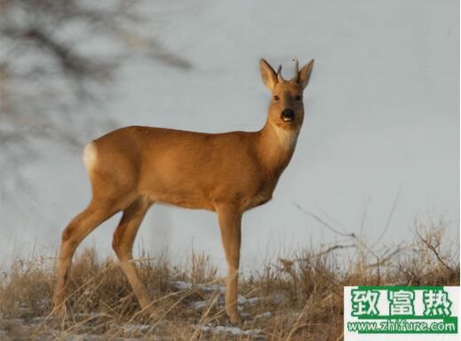 2017養(yǎng)狍子賺錢嗎？2017狍子養(yǎng)殖前景及市場(chǎng)價(jià)格行情分析