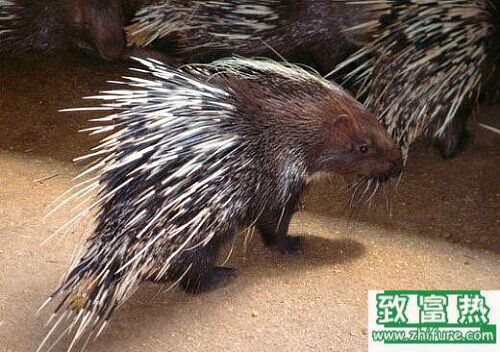 2017養豪豬賺錢嗎？2017豪豬養殖前景及市場價格行情分析