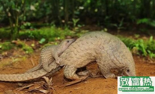 2017養(yǎng)穿山甲賺錢嗎？2017穿山甲養(yǎng)殖前景及市場(chǎng)價(jià)格行情分析