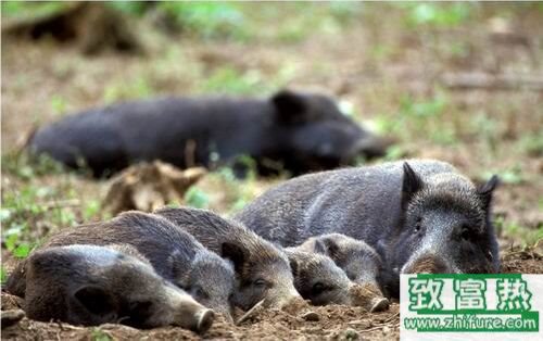 2017養野豬賺錢嗎？2017野豬養殖前景及市場價格行情分析