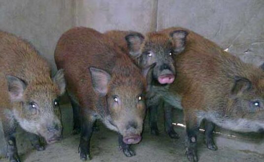 2017養野豬賺錢嗎？