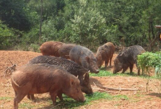 2017野豬養殖前景及市場價格行情分析