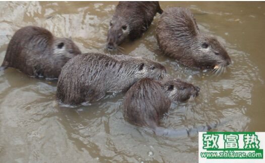 2017養海貍鼠賺錢嗎?2017海貍鼠養殖前景及市場價格行情分析