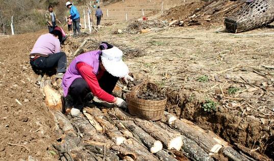 2017種豬苓賺錢嗎？