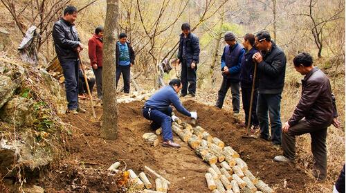 豬苓的功效與作用