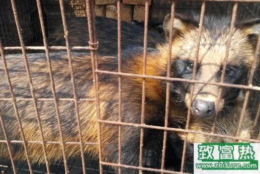 2017養貉子賺錢嗎?2017貉子養殖前景及市場價格行情分析