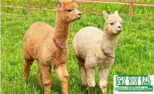 2017養羊駝賺錢嗎？2017羊駝養殖前景及市場價格行情分析