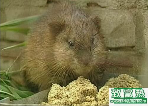 2017養麝香鼠賺錢嗎？2017麝香鼠養殖前景及市場價格行情分析