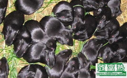 2017養黑豚賺錢嗎？2017黑豚養殖前景及市場價格行情分析