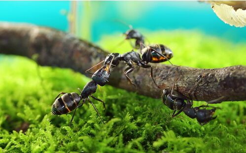 2017養(yǎng)螞蟻賺錢嗎?