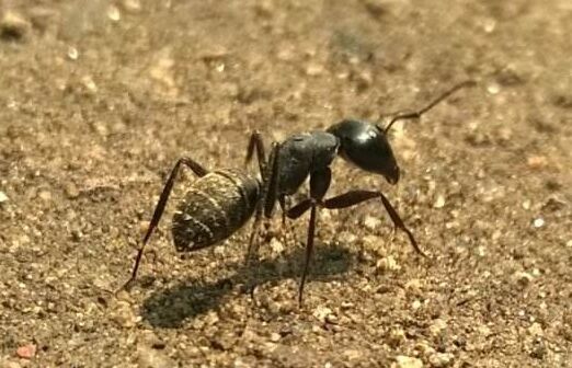 2017螞蟻養(yǎng)殖前景及市場價格行情分析