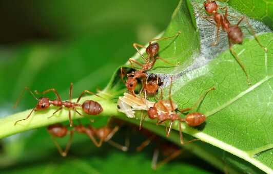 2017養(yǎng)螞蟻