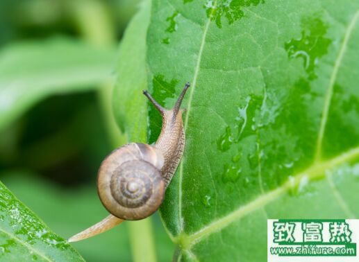 2017養蝸牛賺錢嗎？2017蝸牛養殖前景及市場價格行情分析