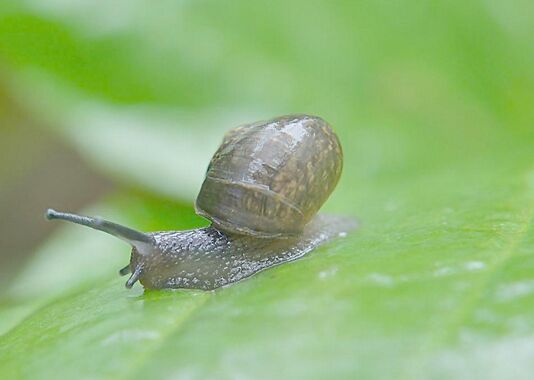 2017養蝸牛賺錢嗎？