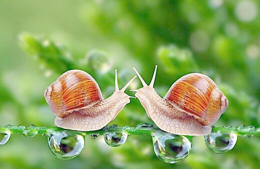 2017蝸牛養殖前景及市場價格行情分析