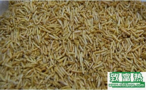 2017養(yǎng)蠅蛆賺錢嗎?2017蠅蛆養(yǎng)殖前景及市場價(jià)格行情分析