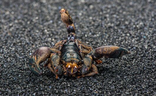 2017養蝎子賺錢嗎？