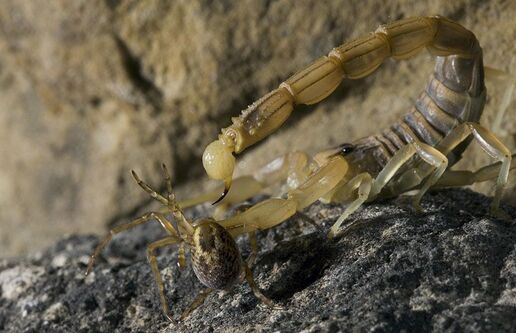 2017蝎子養殖前景及市場價格行情分析