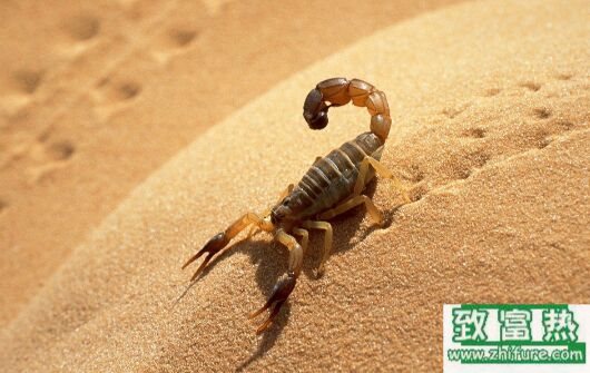 2017養蝎子賺錢嗎？2017蝎子養殖前景及市場價格行情分析