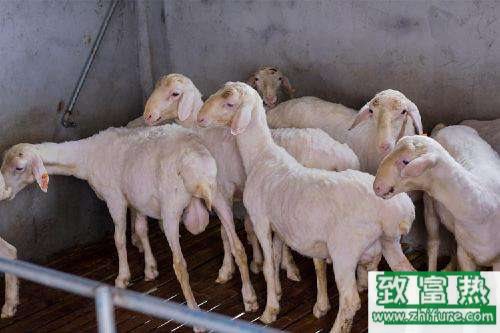 養(yǎng)100只湖羊能賺多少錢(qián)?養(yǎng)湖羊的成本和利潤(rùn)