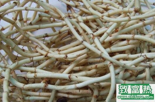 2017種魚腥草賺錢嗎？2017種魚腥草前景及市場價格行情分析