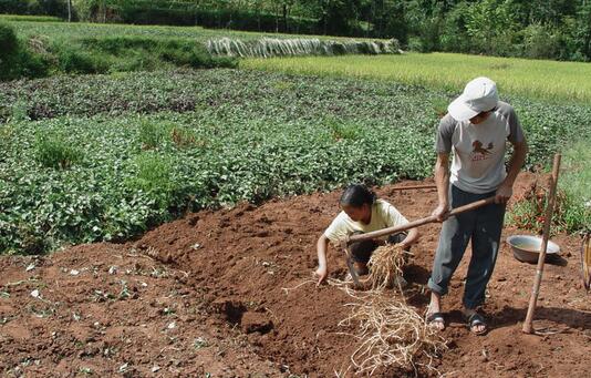 2017種魚腥草賺錢嗎?