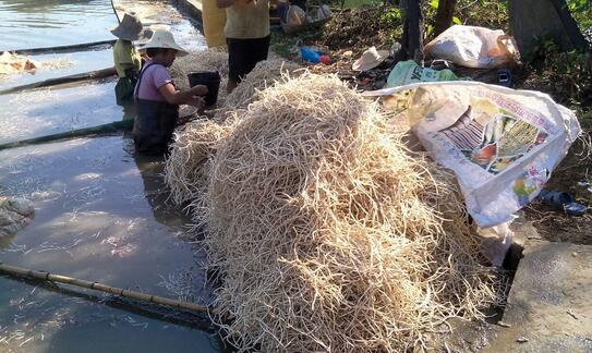 魚腥草的功效與作用