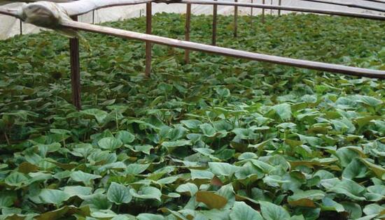 2017種植魚腥草的前景和市場價格行情