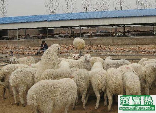 養100只小尾寒羊能賺多少錢?養小尾寒羊的成本和利潤