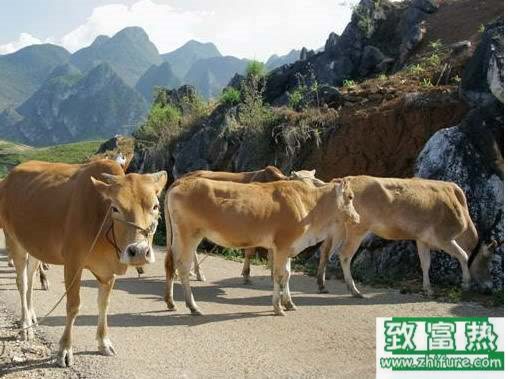 養100頭黃牛能賺多少錢?養黃牛的成本和利潤