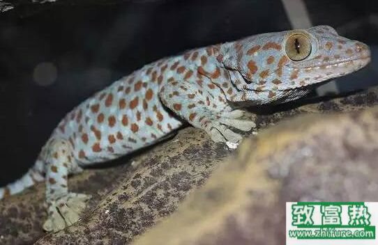 2017養蛤蚧賺錢嗎?2017蛤蚧養殖前景及市場價格行情分析