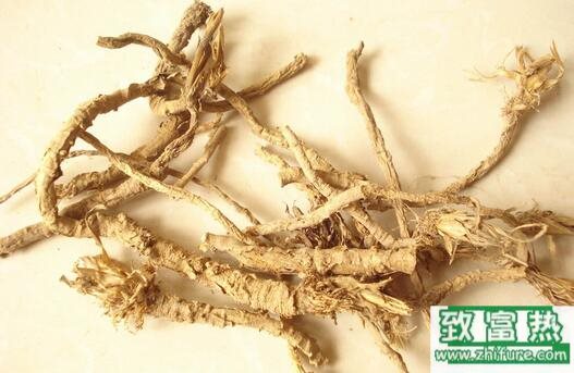 2017種防風賺錢嗎?2017種防風前景及市場價格行情分析