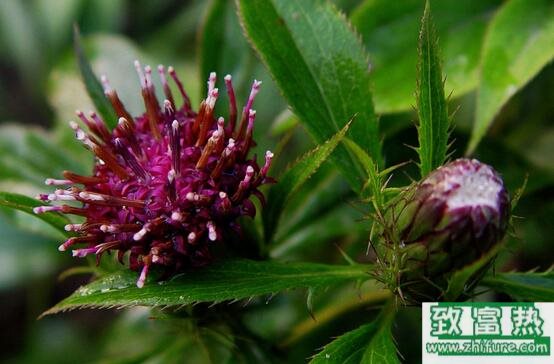 2017種白術賺錢嗎？2017種白術前景及市場價格行情分析