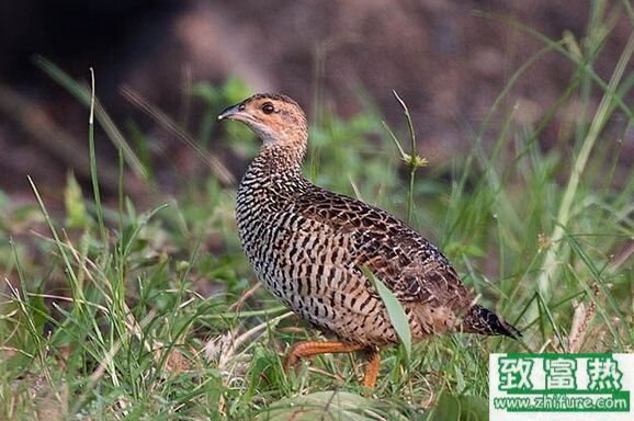 養50只鷓鴣能賺多少錢?養鷓鴣的成本和利潤