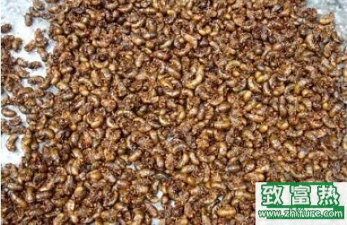 2017養(yǎng)金蟬賺錢(qián)嗎？2017金蟬養(yǎng)殖前景及市場(chǎng)價(jià)格行情分析