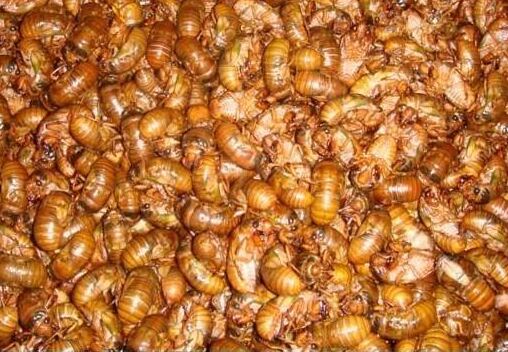 2017養(yǎng)金蟬賺錢嗎?