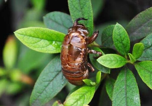 2017養(yǎng)金蟬