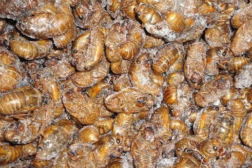 2017金蟬養(yǎng)殖前景及市場(chǎng)價(jià)格行情分析